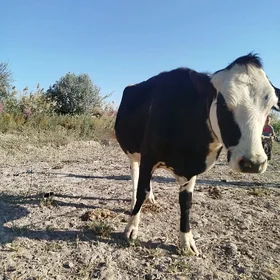 Birinji garnyna bogaz gaçar