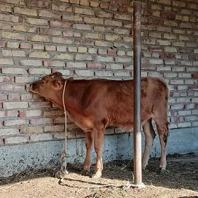 ŞIWET SAÝLAMA ÖKÜZLER WE TÜWE