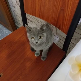 котята