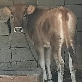 tuwe