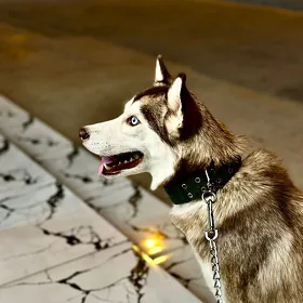 husky, хаски
