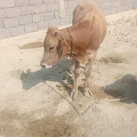 ökuz