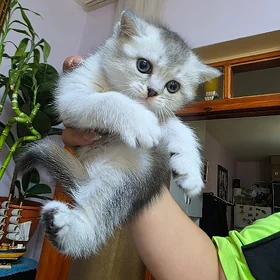 котята