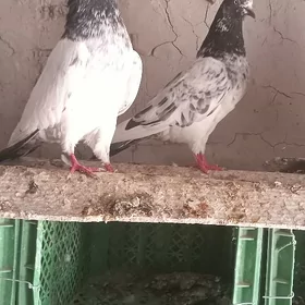 kepderi