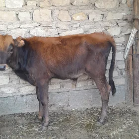 öküz