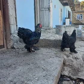 brama gara