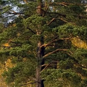 агач дерево сосна