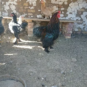 byrama yyl așma
