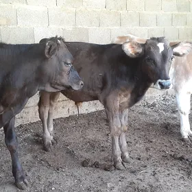 Ökuzler 3 sany tohum şwes