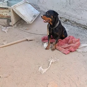 Rotveyler