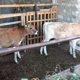Şiwet  okuzçe.