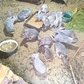 towşan