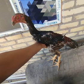 horaz