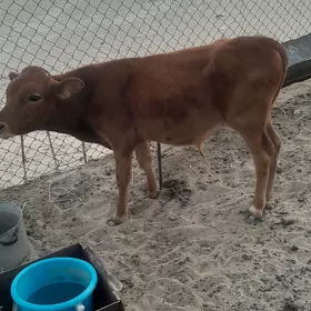 göle