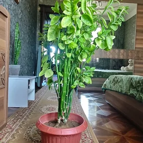 комнатный цветок