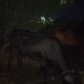 Bogaz göleli sygyrlar