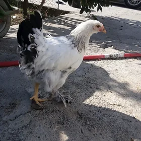 balgar   towuk  5  ay