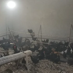 Gara Ataks towuklar dogotran