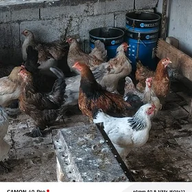 birama garlan