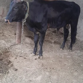 öküz