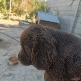 spaniel awcy спаниел