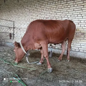 gulajyn guzlamadyk