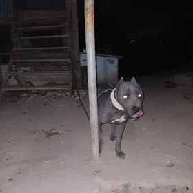 pitbul