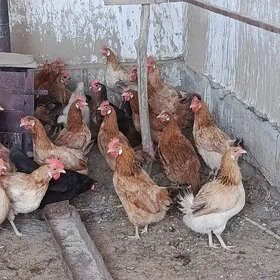 Towuklar