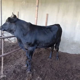 Окуз