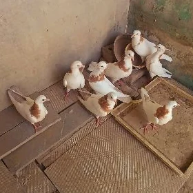 kepderi