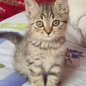 котята