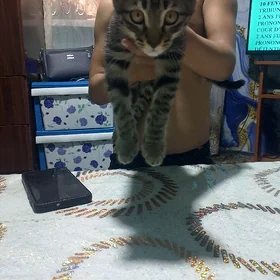 лапаухи кот 2месяца