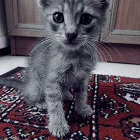 шотландский котенок