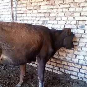 gulajyn ókùzçe
