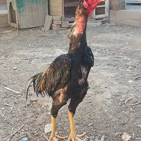 Horaz