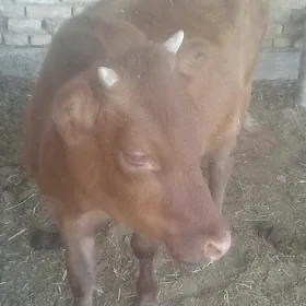 gulajn göle