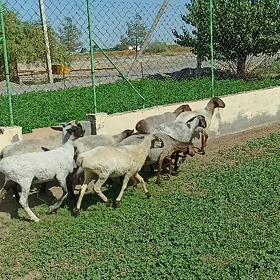 tokly iśśek ćykyp barŷan