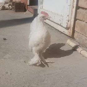 Ak Lagatovy Ýaponçik