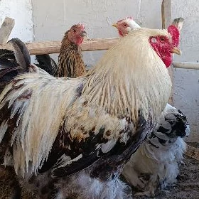 brama