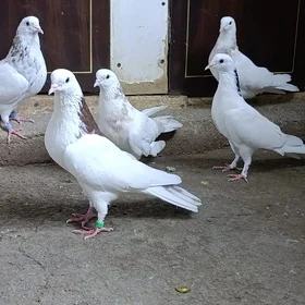 kepderi