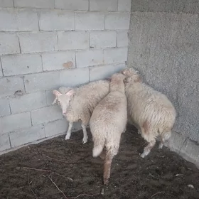 goýun merinos