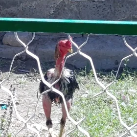 БОЕЦ ЖУЖЕЛЕР👊🦅