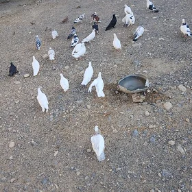 kepderi