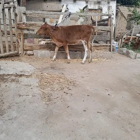 öküz we tüwe