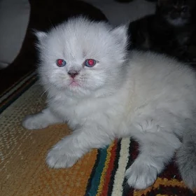 котёнок