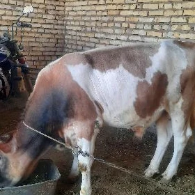 Okuz, öküz