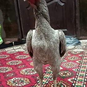 Шамо, КАРЕЙ, ЯПОН,