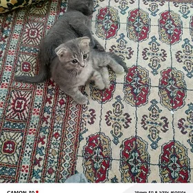 шотландский веслаушка шиншила