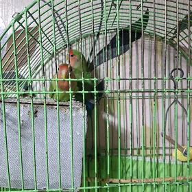 papugaý guş