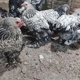 brama silver  tohumy satlyk